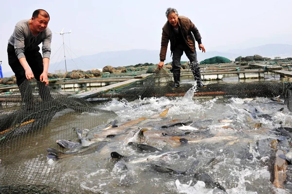 中国の農家は 寧海市の魚の養殖場で魚を網で釣り 中国浙江省東部 2011年3月24日 — ストック写真