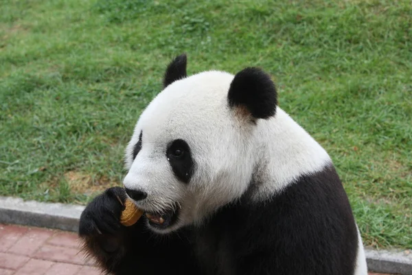 巨大なパンダのヤンタイは 秋の半ばの祭り 東中国山東省の動物園では ムーンケーキを楽しんでいます 月2011 — ストック写真