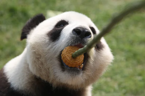 Giant Panda Hua Enjoys Moon Cake Zoo Yantai East Chinas — Stock Photo, Image