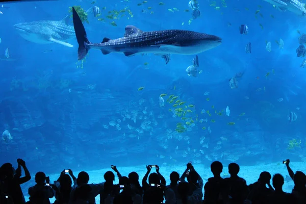 Návštěvníci Sledují Žraloka Velrybího Jak Plavou Vodě Akváriu Yantai Haichang — Stock fotografie