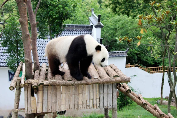 Ein Panda Spielt Nach Tagelangem Regen Einem Ökologischen Park Für — Stockfoto
