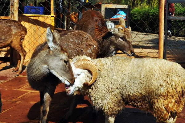 Mouton Cheveux Longs Contact Étroit Avec Cerf Chunzi Parc Animalier — Photo