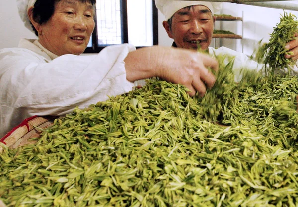 Dělníci Vyschli Čajové Plantáži Zhoushan City Východní Chinas Provincie Zhejiang — Stock fotografie