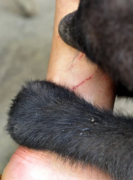 Cicatrizes Feitas Pelas Garras Dos Dois Filhotes Urso Preto Adotados — Fotografia de Stock
