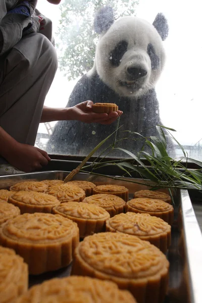 Giant Panda Hua Kijkt Naar Mooncakes Yantai Zoo Yantai Oost — Stockfoto