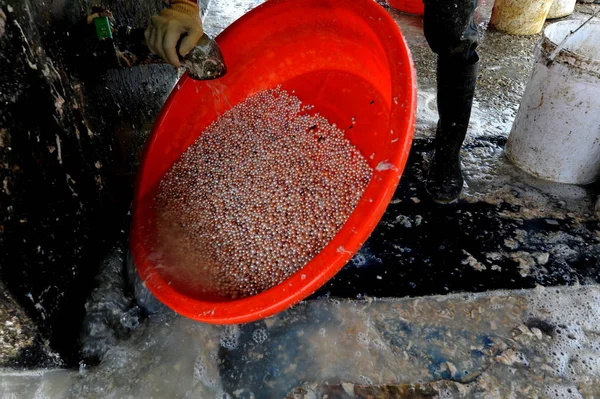 Des Travailleurs Nettoient Des Perles Prélevées Sur Des Mollusques Dans — Photo