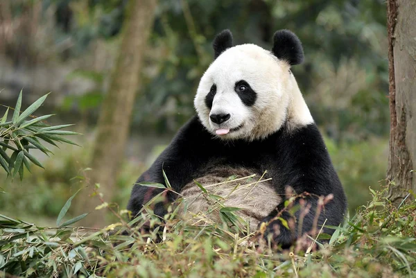 Női Óriás Panda Tian Tian Vagy Kicsim Eszik Bambusz Kína — Stock Fotó