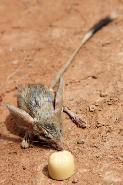 Long Ear Jerboa Approaches Piece Cheese Scenic Spot Mountain Flames — стоковое фото