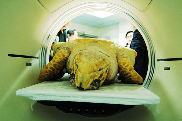 Une Tortue Âgée Environ Ans Reçoit Une Tomodensitométrie Dans Hôpital — Photo