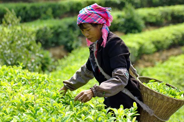 Een Chinese Vrouw Van Etnische Minderheid Oogsten Thee Bladeren Een — Stockfoto