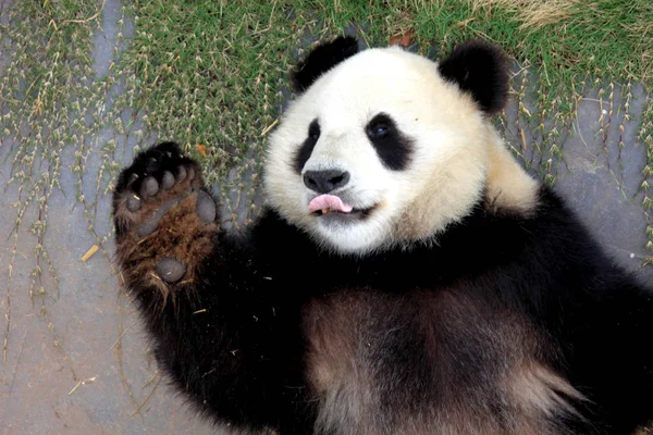 Obrovská Panda Hraje Obřích Pandském Ekologickém Parku Xiuning County Huangshan — Stock fotografie