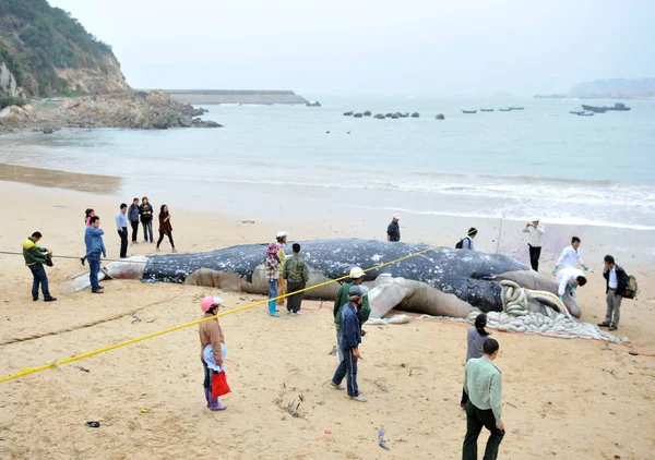 People Look Body Gray Whale Beach Fuzhou Southeast Chinas Fujian — Stock Photo, Image
