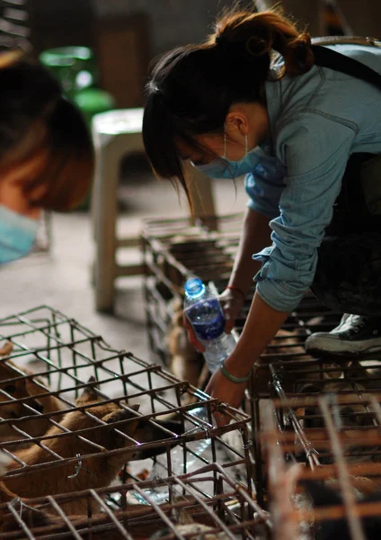 2011年10月15日 中国西南部四川省成都市一个临时营地 一名动物活动家在喂狗 — 图库照片