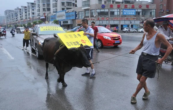 Μια Αγελάδα Μια Κάρτα Στην Πλάτη Της Τραβάει Ένα Αυτοκίνητο — Φωτογραφία Αρχείου