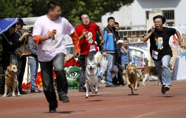 Cães Estimação Competem Corrida 50M Durante Primeiros Jogos Esportivos Cães — Fotografia de Stock