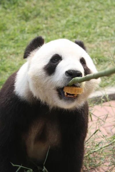 Giant Panda Hua Enjoys Moon Cake Zoo Yantai East Chinas — Stock Photo, Image