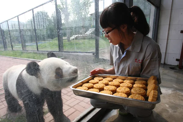 Giant Panda Qing Feng Patrzy Ciasta Księżyc Yantai Zoo Yantai — Zdjęcie stockowe