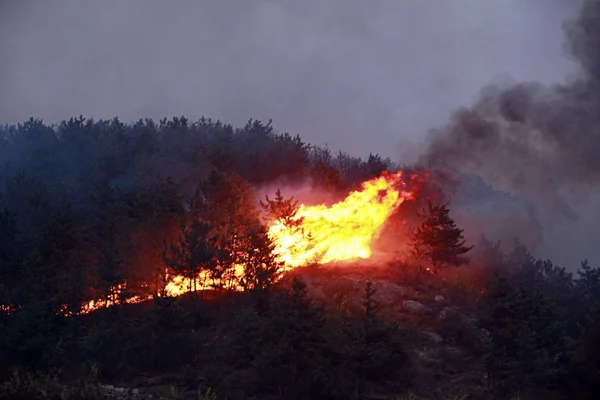 Wütende Flammen Einem Wald Des Bezirks Huguan Stadt Changzhi Provinz — Stockfoto
