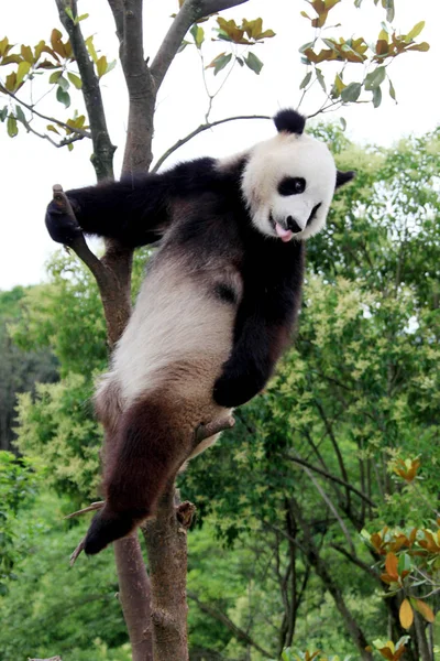 Panda Sobe Uma Árvore Parque Ecológico Para Pandas Gigantes Condado — Fotografia de Stock