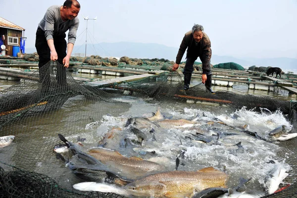 中国の農家は 寧海市の魚の養殖場で魚を網で釣り 中国浙江省東部 2011年3月24日 — ストック写真