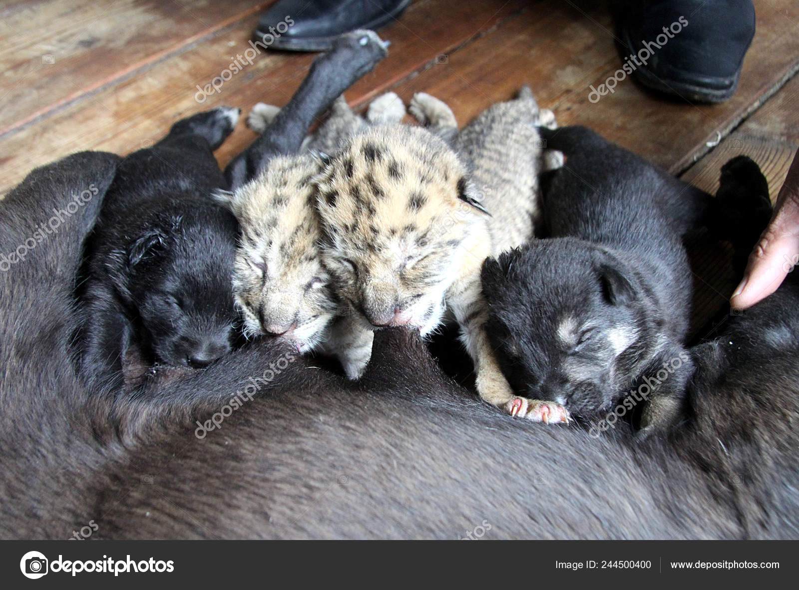 Newborn Panther Cubs