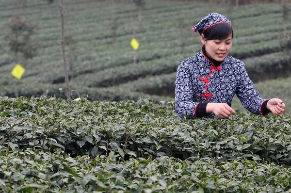Een Jonge Chinese Vrouw Oogst Theeblaadjes Een Theeplantage Chengjia Town — Stockfoto