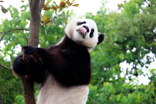 Panda Sticks Its Tongue Out While Climbing Tree Ecological Park — Stock Photo, Image