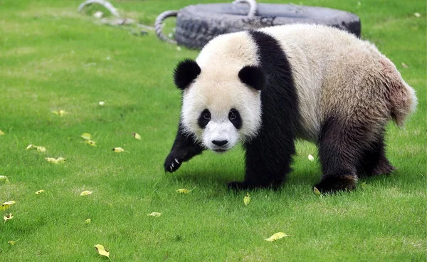 Expo Panda Prochází Trávníku Domě Expo Panda Šanghaji Safari Parku — Stock fotografie