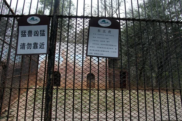 Vue Cage Tigre Mandchourie Dans Zoo Wuhu Province Anhui Décembre — Photo