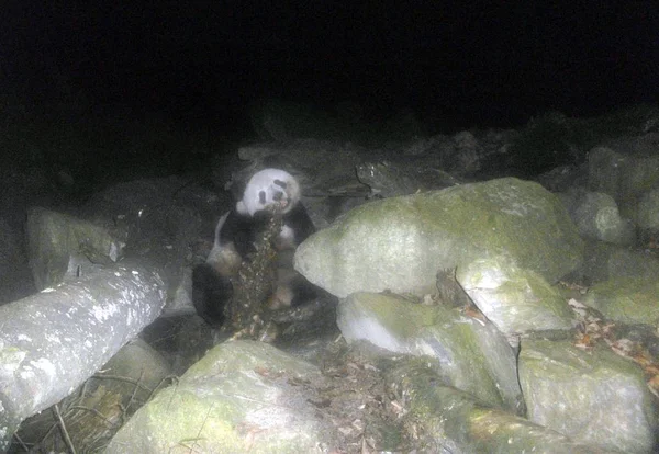 Panda Gigante Salvaje Está Comiendo Cuerpo Bosque Condado Pingwu Ciudad — Foto de Stock