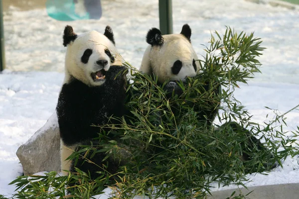 Pandor Ses Spela Snön Marken Djurpark Weifang Östra Chinas Shandong — Stockfoto