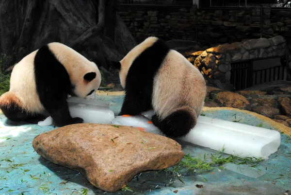 Los Pandas Gigantes Sientan Bloques Hielo Para Refrescarse Sofocante Clima —  Fotos de Stock