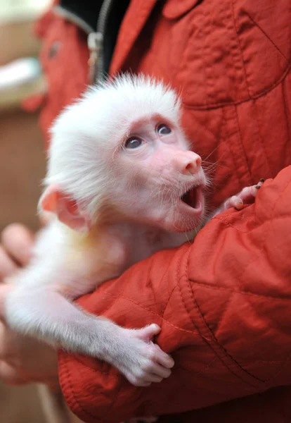 Guarda Zoológico Mostra Bebê Babuíno Branco Zoológico Vida Selvagem Yancheng — Fotografia de Stock