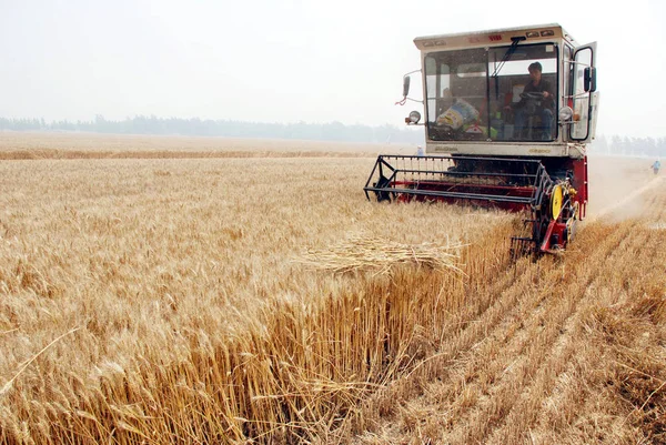 Agricultor Chino Conduce Una Cosechadora Para Cosechar Trigo Sus Campos —  Fotos de Stock