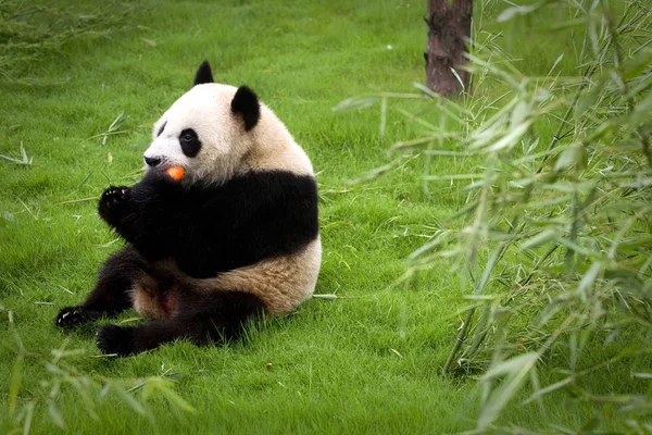 Expo Panda Zjada Marchew Shanghai Wild Animal Park Szanghaju Chiny — Zdjęcie stockowe