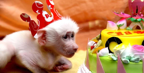 Bebê Babuíno Branco Olha Para Bolo Comemorando Centésimo Dia Seu — Fotografia de Stock