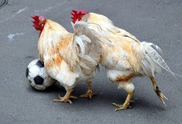 Δύο Cockerels Παίζουν Ποδόσφαιρο Μια Οδό Στο Shenyang Βορειοανατολική Επαρχία — Φωτογραφία Αρχείου