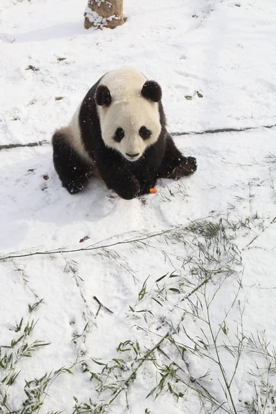 2011年12月15日 在中国东部山东省烟台的一个动物园里 在雪地上看到一只大熊猫 — 图库照片