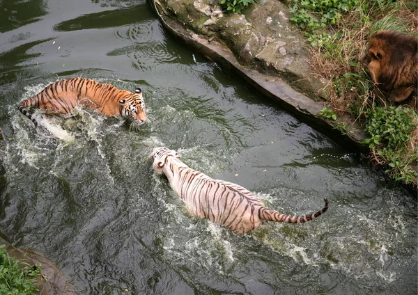 Leão Observa Tigre Branco Bengala Tigre Siberiano Olhando Para Outro — Fotografia de Stock