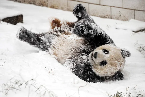 2010年1月5日星期二 在中国中部湖北省武汉市武汉动物园 一只大熊猫在被雪覆盖的地面上玩耍 — 图库照片