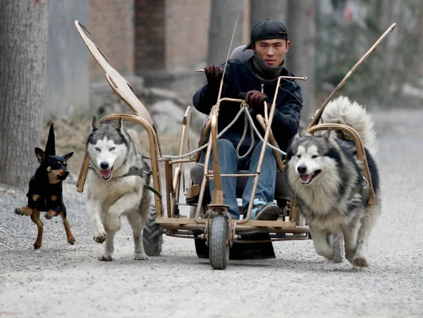 Ένας Κινέζος Οδηγάει Δύο Χάσκις Για Τραβήξει Σπιτικό Του Καρότσι — Φωτογραφία Αρχείου