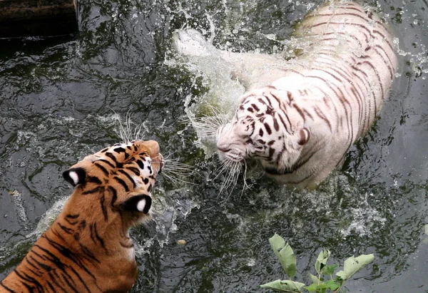 Tigre Blanco Bengala Tigre Siberiano Luchan Para Reclamar Piscina Abrasadores —  Fotos de Stock