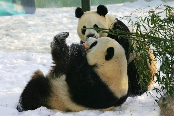 Pandas Spielen Auf Dem Schnee Einem Zoo Weifang Provinz Handong — Stockfoto