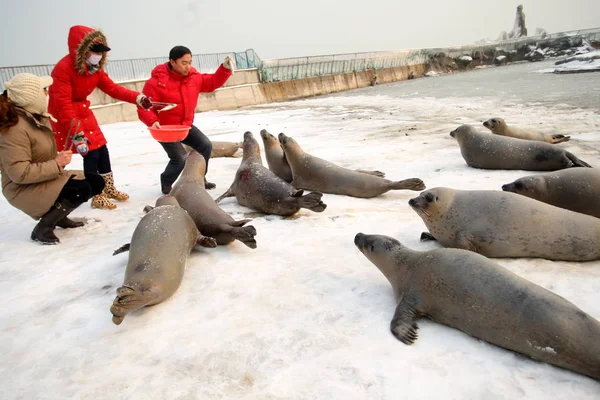 2010年1月9日星期六 在山东省烟台市东包台风景区的一个冰湖岸边 中国公园员工喂港口海豹 — 图库照片