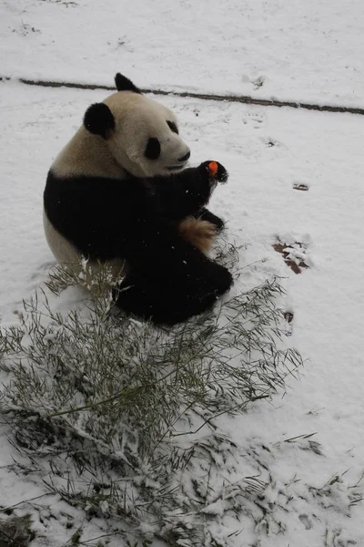 2011年12月15日 在中国东部山东省烟台的一个动物园里 看到一只大熊猫在雪地上玩耍 — 图库照片