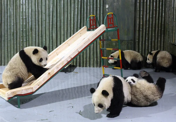 Riesenpandas Vom Bifengxia Stützpunkt Des Wolong Riesenpanda Reservats Shanghai Zoo — Stockfoto