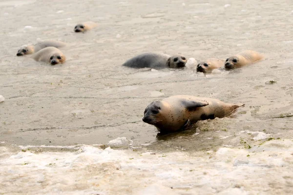 2010年1月9日 星期六 中国山东省烟台市东宝台风景区 人们看到海豹被困在冰冷的湖中 — 图库照片