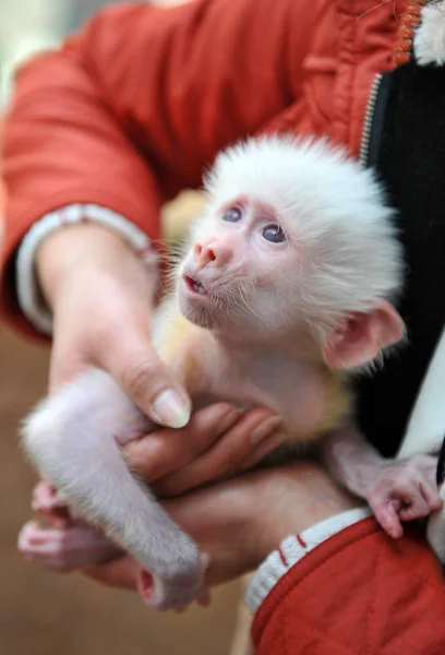 Guarda Zoológico Mostra Bebê Babuíno Branco Zoológico Vida Selvagem Yancheng — Fotografia de Stock