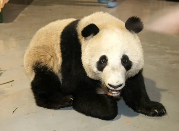 2010年1月5日星期二 在中国上海的上海动物园 可以看到卧龙大熊猫保护区碧峰峡基地的大熊猫 — 图库照片