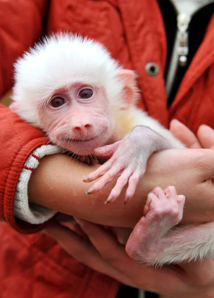 Ένας Φύλακας Του Ζωολογικού Κήπου Δείχνει Ένα Μωρό Λευκού Μπαμπουίνου — Φωτογραφία Αρχείου